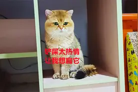 主人给猫咪试吃主食罐头，绝育母猫胃口大开，公猫却被主人玩坏了