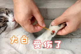 收养流浪猫的第380天，大白受伤了，赶紧用碘酒消消毒视频封面