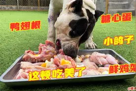 铁蛋战后大补营养，主人安排顶配豪华套餐，这一顿吃的老美了！视频封面