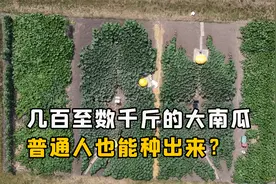 加拿大人的巨型南瓜，为什么能长到数千斤？普通人也能种出来吗？视频封面
