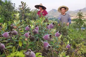 七月半，山上稔子熟一半，有人采摘一天能赚400元