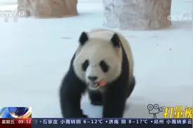 卡塔尔：梦想成真！中东首对大熊猫与公众见面视频封面