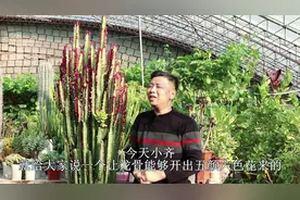 谁说龙骨开花丑？学会这个方法，龙骨开花五颜六色，而且四季开花视频封面