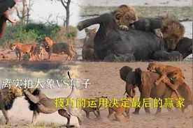 近距离实拍狮子VS大象，技巧的运用决定最后的赢家！太精彩了视频封面
