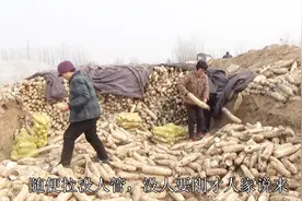 鲁西北菜农几万斤白萝卜卖不出，不要钱随便拉回家喂牲口可惜视频封面