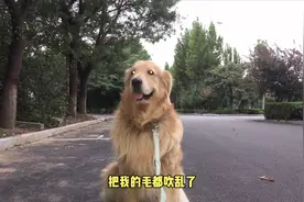 金毛遛遛风太大，话痨馒头大风论，太搞笑视频封面