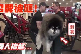 狗狗长到120多斤，把健身房的“招牌”砸了，走路上还被围观视频封面