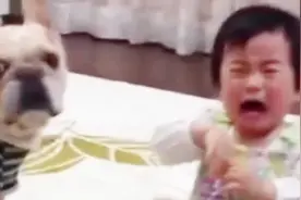 小主人打了狗狗一巴掌，狗狗转头就是一口，下一秒憋住别笑！视频封面