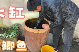 农村小院大缸种莲藕，天气变冷，里面养了一年的鲫鱼，长大了！视频封面