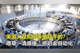美国人是如何养殖奶牛的？喂草、清粪便、挤奶全自动化，真先进！视频封面