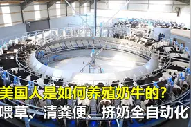 美国人是如何养殖奶牛的？喂草、清粪便、挤奶全自动化，真先进！视频封面