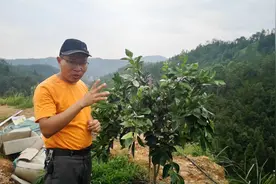 3年内小树到底要不要修剪，听听帽哥是如何说的？
