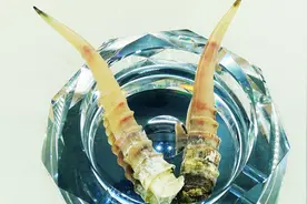 中医讲堂 | 羚羊角粉有，平肝熄风、清肝明目、清热解毒之功效视频封面