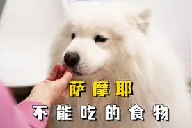 这五种食物，千万不能给萨摩耶吃！视频封面
