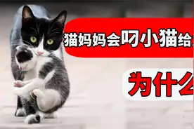 猫妈妈为什么会把小猫叼给主人？这5个原因很多人都不清楚！视频封面