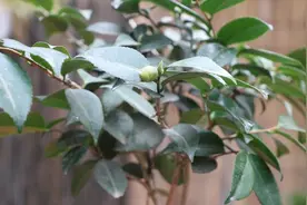 茶花室内养护，不宜做这1件事，不然花苞掉落，无花可看视频封面