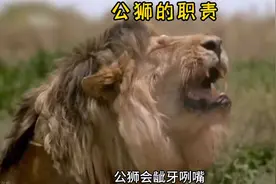 公狮求爱成功进入蜜月期，虽然精疲力尽依旧要完成身上职责视频封面