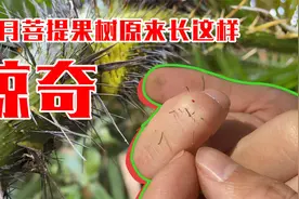 雨林探秘-探寻星月菩提树生长环境视频封面