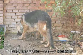 刚生小猪仔就被狗吃了，马犬德牧都在吃，10000的比特咬死3只狗视频封面