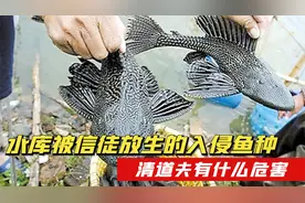 生物入侵 ！水库被信徒放生入侵鱼种，清道夫有什么危害？视频封面