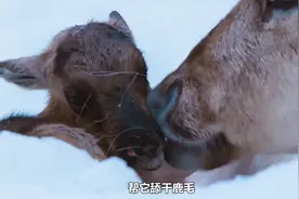 驯鹿怀疑自己是个兔子，从骨子里透出傻萌气质视频封面