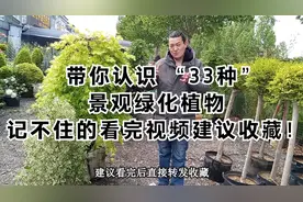 带你认识 “33种”景观绿化植物，记不住的看完视频建议收藏！