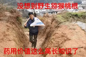 阿文帮粉丝挖的野生猕猴桃根,没想到药用价值这么高,长知识了视频封面