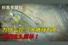 为什么挖个水塘就有鱼，困扰你多年的问题，原来这么简单！
