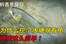 为什么挖个水塘就有鱼，困扰你多年的问题，原来这么简单！视频封面