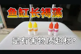 鱼缸长褐藻，是有害物质超标？视频封面