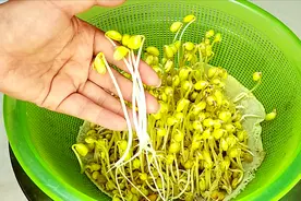 教你在家快速发黄豆芽，长得长还粗壮，不含各种添加剂，值得收藏视频封面