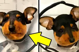 8个倒霉的动物，倒霉的狗狗吃了蜜蜂，嘴肿了一圈，都要哭出来了视频封面