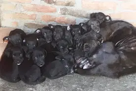 这条母犬生了14条小幼崽，50天后母狗瘦成这样？真让人心疼啊视频封面