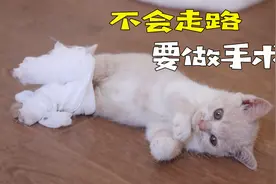 小奶猫不会走路，带去医院检查，医生：要做手术！视频封面