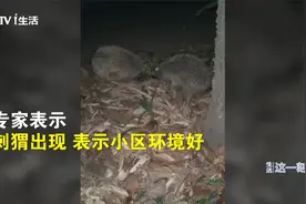 小刺猬入住小区 夜晚遛弯不怕人！专家：别摸它！