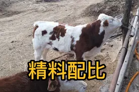养好牛不容易，养牛饲料配方比例公开分享，学到用到！视频封面