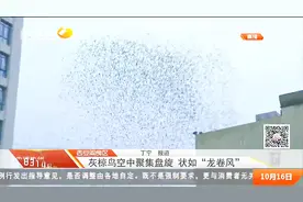 灰椋鸟空中聚集盘旋，成群飞行景象吓人，密密麻麻犹如龙卷风视频封面