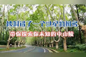 南京最美的行道树“法国梧桐”树名被叫错了快一个世纪了的秘密。