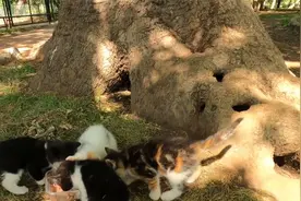 被困高架桥的异瞳流浪猫，刚获救，立马就被好心小姐姐领养视频封面