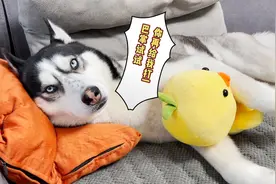 狗狗正准备睡觉，主人上去就是一巴掌，狗狗下秒的反应笑得我肺疼