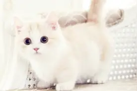 你知道猫咪是怎么跑的吗？用慢镜头记录整个过程，长知识了