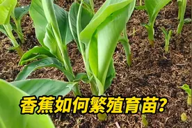 香蕉如何繁殖？一根香蕉插土里就能培育出幼苗？视频封面