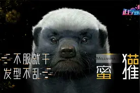 非洲网红“平头哥”有多猛？毒蛇、蝎子当零食，狮子、鳄鱼绕着走视频封面