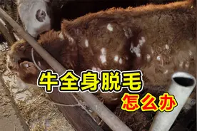养牛人都想要的详细驱虫教程！牛出现全身脱毛，千万要注意了视频封面