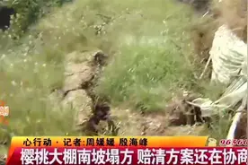青岛胶州：樱桃大棚塌方，邻村水湾挖太深？负责人：你树种太近视频封面