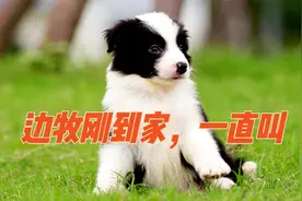 边牧刚到家，一直叫，主人该怎么办视频封面