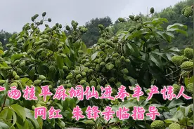 广西桂平麻垌仙进奉丰产惊人，荔枝管理网络红人朱锋亲临果园指导视频封面