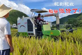 江西稻谷涨价了，谷贩子现割现收，看看今年中稻卖啥好价钱视频封面