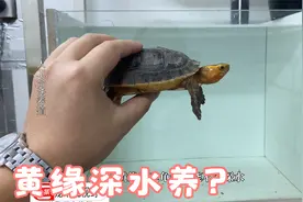 黄缘到底能不能深水养，先下水看看再说