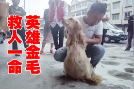 救人一命，英雄金毛视频封面